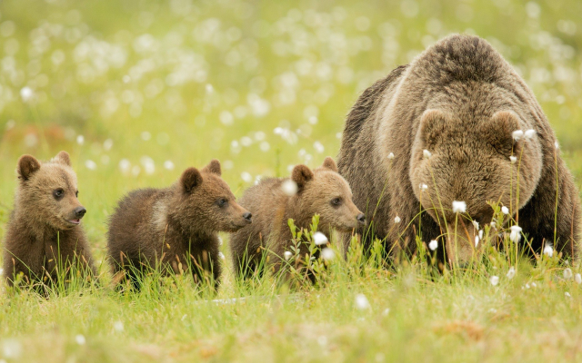 2048x1099 pix. Wallpaper bear, bear cubs, meadow, brown bears, grass, animals