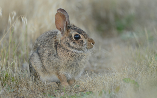 2048x1365 pix. Wallpaper european hare, dry grass, hare, brown hare, animals