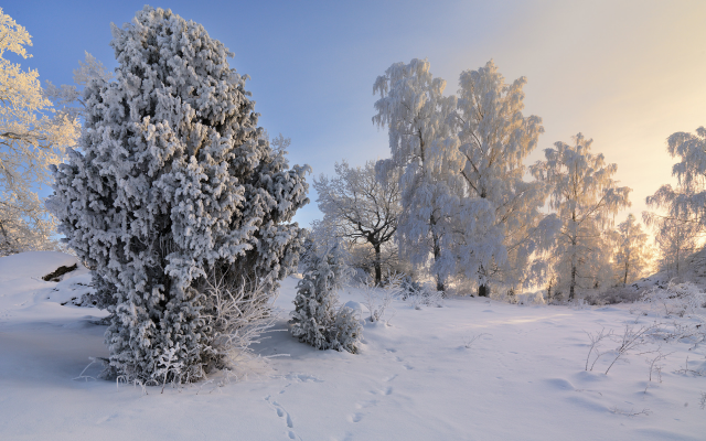 1920x1200 pix. Wallpaper tree, nature, snow, winter, a lot on snow, sweden