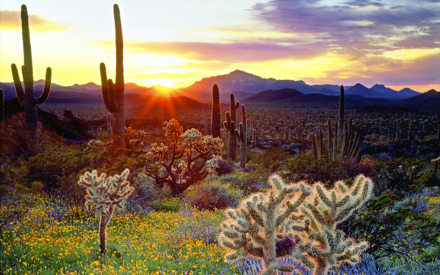 1920x1200 pix. Wallpaper cactus, sun, flowers, sky, mountains, el centinela, baja california, mexico