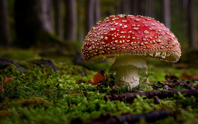 2048x1152 pix. Wallpaper mushroom, forest, close-up, nature, amanita