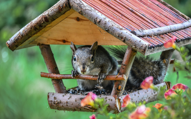 2048x1356 pix. Wallpaper squirrel, feeder, house, animals