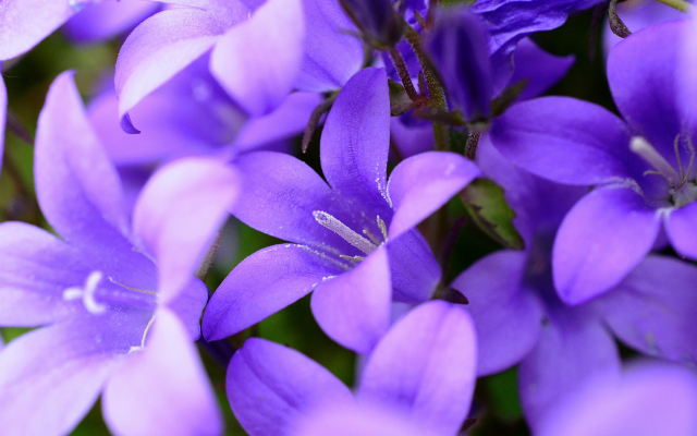 2048x1365 pix. Wallpaper bells, flowers, purple, nature