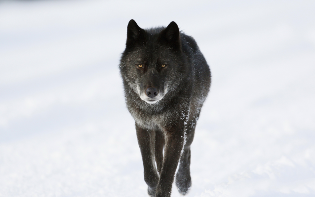 2560x1440 pix. Wallpaper winter, wolf, canada, animals, black wolf, snow