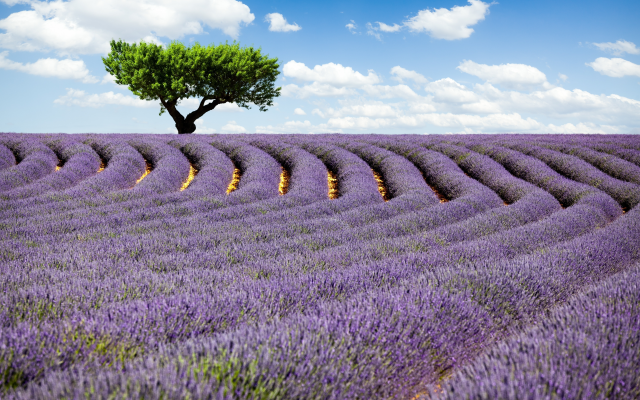 5558x3662 pix. Wallpaper lavender, lonely tree, flowers, clouds, nature, field
