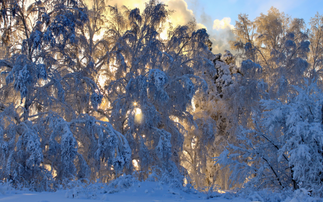 3456x2304 pix. Wallpaper winter, snow, tree, nature, snow drifts