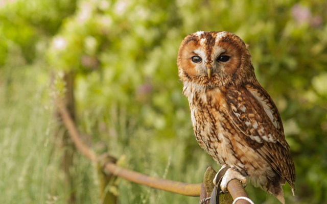 1920x1280 pix. Wallpaper tawny owl, owl, bird, animals, brown owl, strix aluco