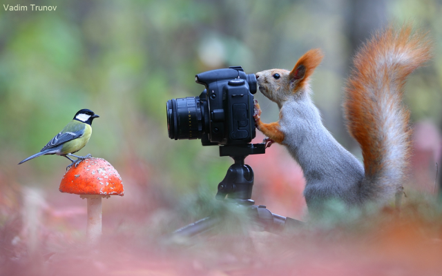 2560x1605 pix. Wallpaper squirrel, chickadee, camera, forest, bird, animals, mushroom