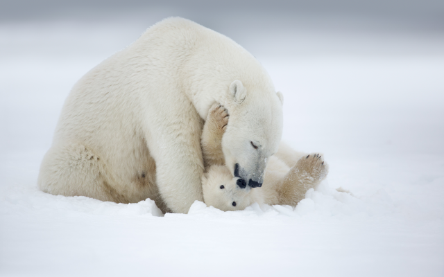 5788x3994 pix. Wallpaper polar bear, snow, winter, bear, animals