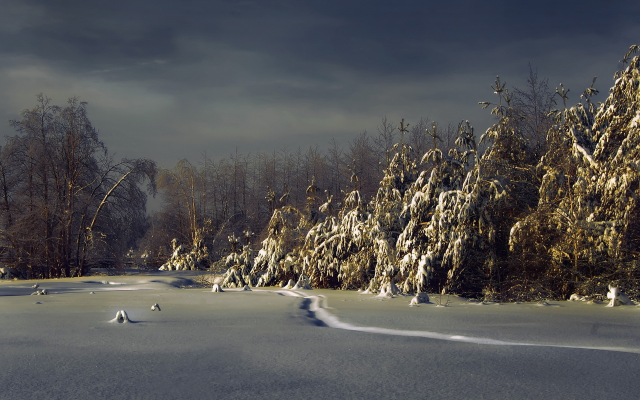 1920x1200 pix. Wallpaper forest, winter, night, snow, spruce, nature