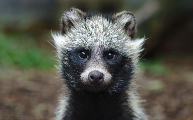 4179x2786 pix. Wallpaper raccoon, raccoon baby, ears, animals