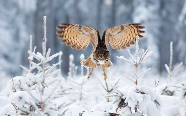 2048x1366 pix. Wallpaper owl, forest, winter, spruce, bird, animals, snow
