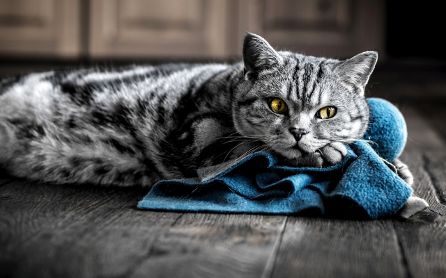 1920x1200 pix. Wallpaper cat, towel, yellow eyes, animals