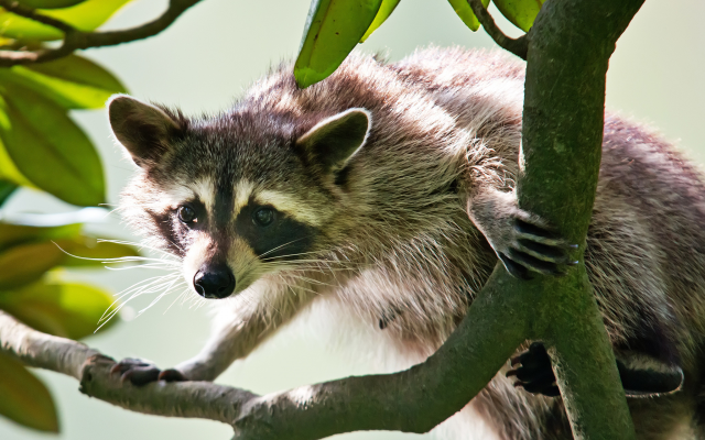 2048x1335 pix. Wallpaper raccoon, branch, muzzle, animals