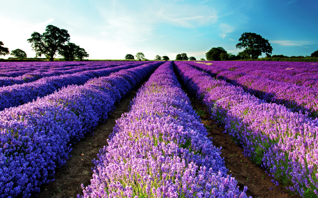 2560x1700 pix. Wallpaper sky, field, lavender, nature, flowers