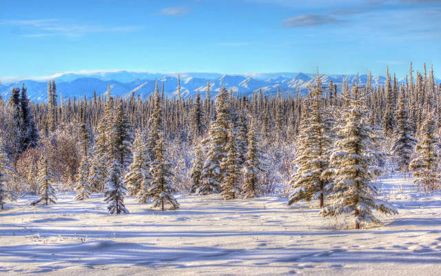 4837x3262 pix. Wallpaper winter, snow, tree, alaska, landscape, nature