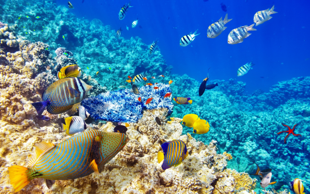 7200x4800 pix. Wallpaper coral reef, underwater, fish, sea, tropical fishes, animals