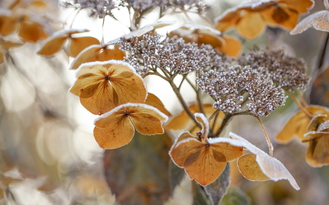 2048x1366 pix. Wallpaper hydrangea, flowers, winter, frost, nature