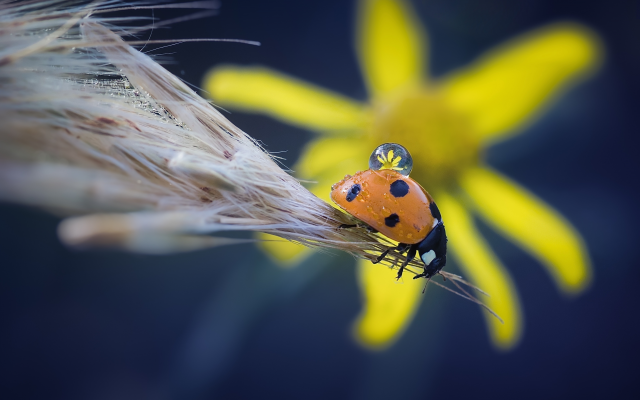3552x2353 pix. Wallpaper ladybug, insect, ear of corn, drop, macro, animals