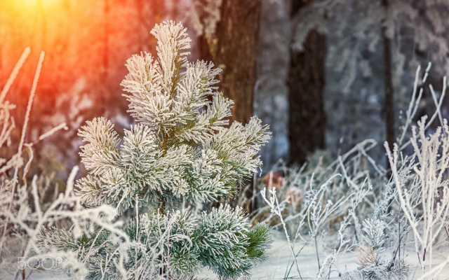 2000x1429 pix. Wallpaper winter, frost, forest, snow, herringbone, nature