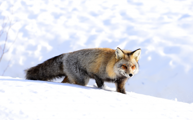 4500x3004 pix. Wallpaper fox, nature, winter, snow, animals