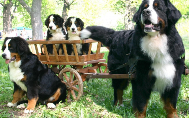 1920x1080 pix. Wallpaper dog, puppies, truck, bernese mountain dog, puppy, animals