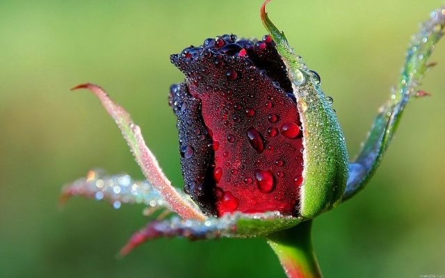 1920x1200 pix. Wallpaper rose, bud, macro, dew, flowers, nature