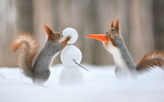 1920x1200 pix. Wallpaper squirrel, carrot, snowman, winter, humor, animals, christmas