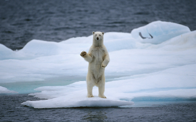 2560x1536 pix. Wallpaper polar bear, snow, ice, winter, bear, animals