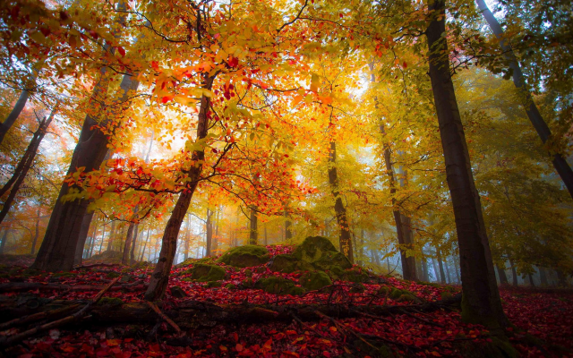 1920x1200 pix. Wallpaper landscape, nature, forest, fall, colorful, trees, leaves, sunlight, mist