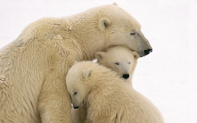 1920x1080 pix. Wallpaper animals, polar bear, family, bear cubs, bear