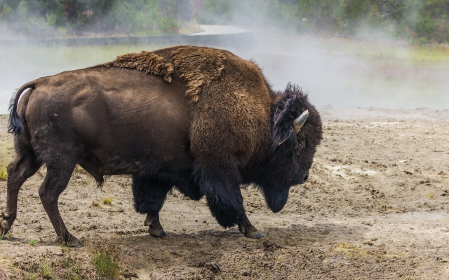 1920x1080 pix. Wallpaper buffalo, animals, dirt