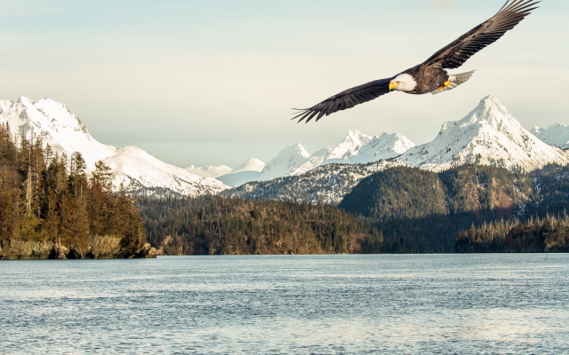 3840x2160 pix. Wallpaper bald eagle, alaska, gulf, sea, mountains, bird, animals, nature