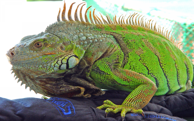 5120x2880 pix. Wallpaper mexico iguana, reptile, iguana, animals