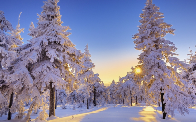 1920x1080 pix. Wallpaper winter, snow, tree, sun, clear sky, nature, snowy forest