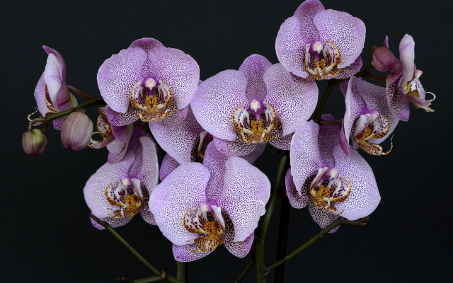 3840x2560 pix. Wallpaper orchids, flowers, leaves, nature, bloom, exotic