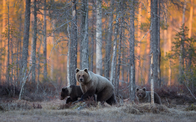 2048x1363 pix. Wallpaper bear, wood, bear cubs, brown bears, animas, forest