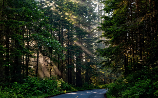 2201x1467 pix. Wallpaper forest, tree, sunlight, nature, scenic road, nature