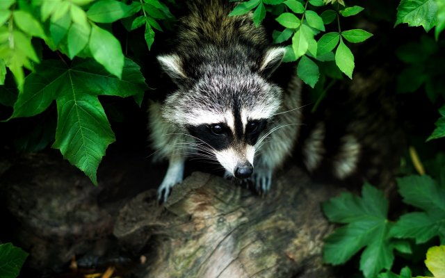 2200x1229 pix. Wallpaper raccoon, animals, forest, leaves, wildlife