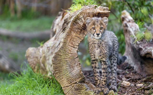 4928x3280 pix. Wallpaper cheetah, grass, driftwood, kitten, cub, tambako the jaguar, animals