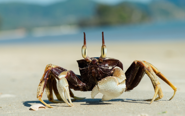 5659x3777 pix. Wallpaper ocypodinae, ghost cra, crab, beach