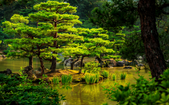 4000x2576 pix. Wallpaper kyoto, japan, herbs, stones, tree, shrubs, pond, reeds, garden, nature