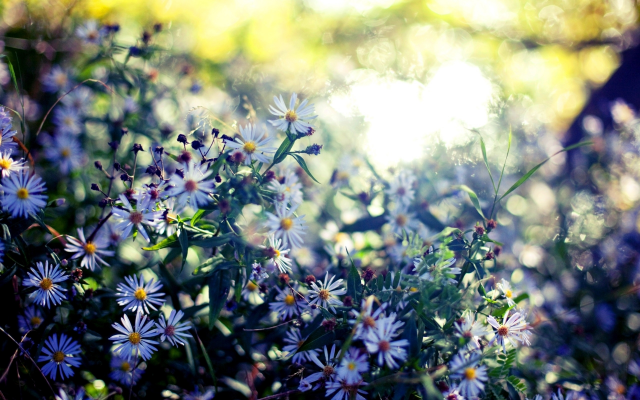 2560x1600 pix. Wallpaper wildflowers, summer, sun, glare, blur, flowers, nature