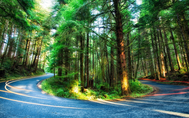 1920x1080 pix. Wallpaper nature, trees, forest, Oregon, USA, road, light trails, branch, plants, HDR, pine trees, moss, long 