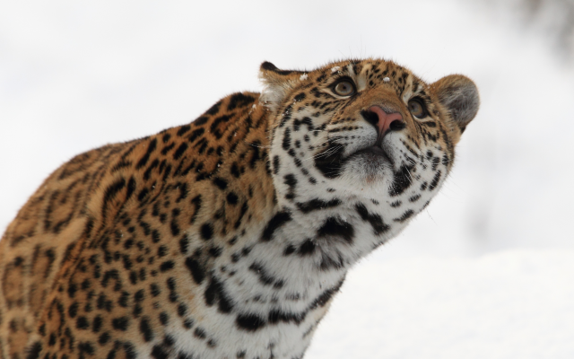 3696x2706 pix. Wallpaper jaguar, look up, muzzle, animals, predator, winter, wild cat