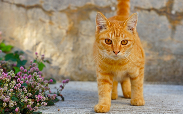 1980x1242 pix. Wallpaper red cat, cat, flowers, animals, yellow eyes