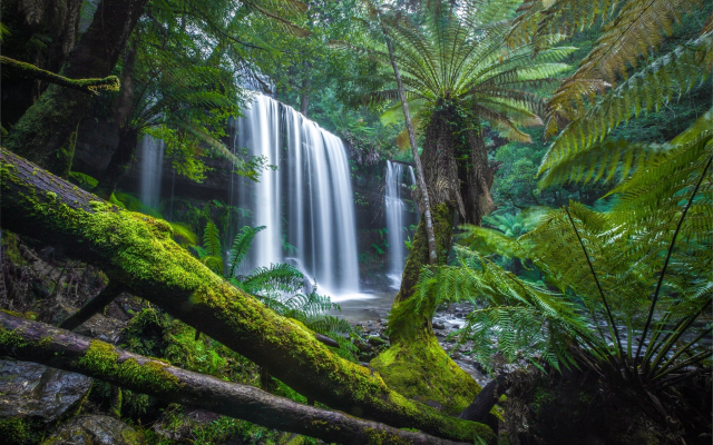 2048x1366 pix. Wallpaper russell falls, nature, waterfall, cascade, tasmania, palm, tropics