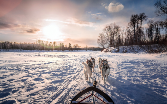 2560x1551 pix. Wallpaper snow, winter, river, dog, husky, animals, sled