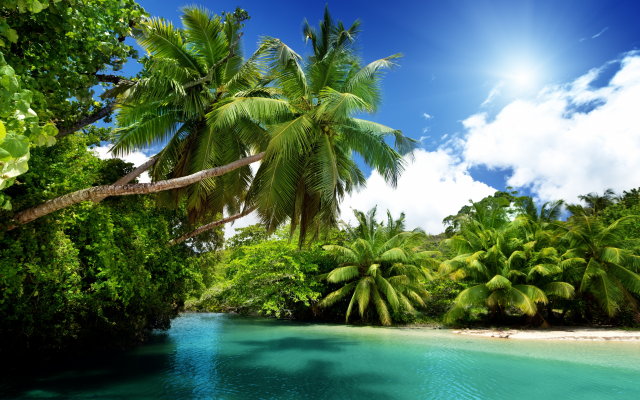 6536x4358 pix. Wallpaper nature, summer, beautiful, palm trees, tropics, seychelles, palm, sea