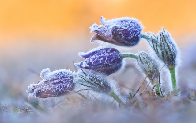 2560x1592 pix. Wallpaper wildlife, photo, flowers, frost, spring, nature